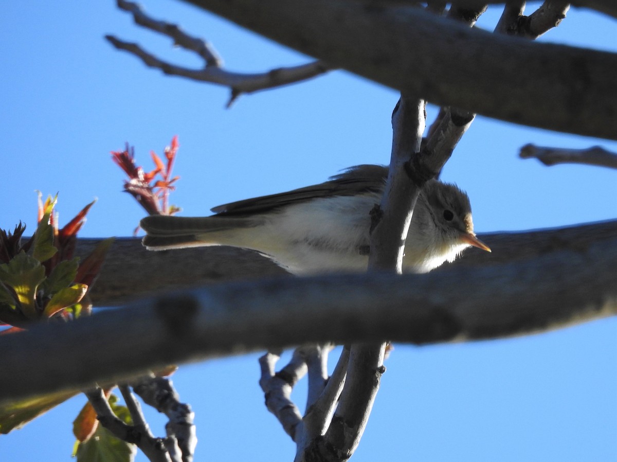Western Bonelli's Warbler - ML325546491