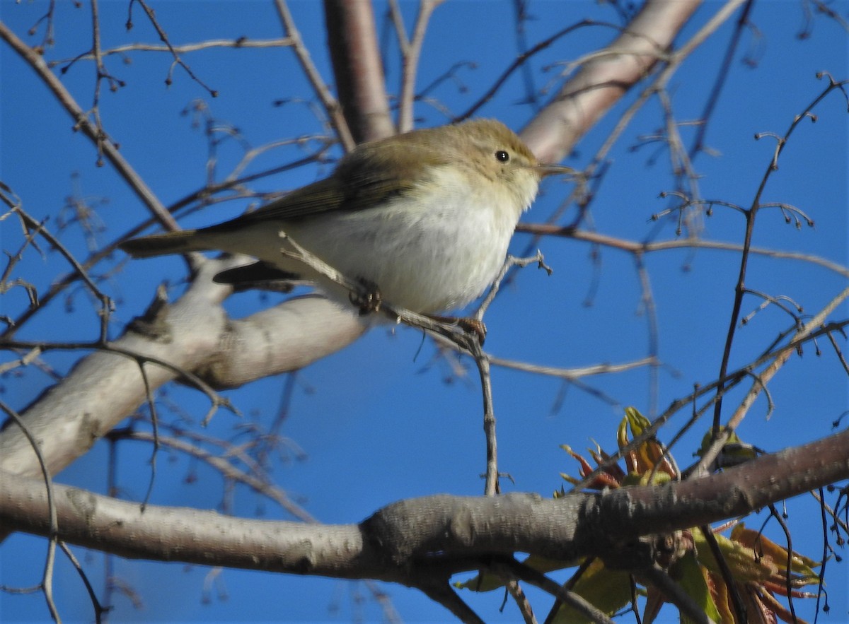 Western Bonelli's Warbler - ML325546501