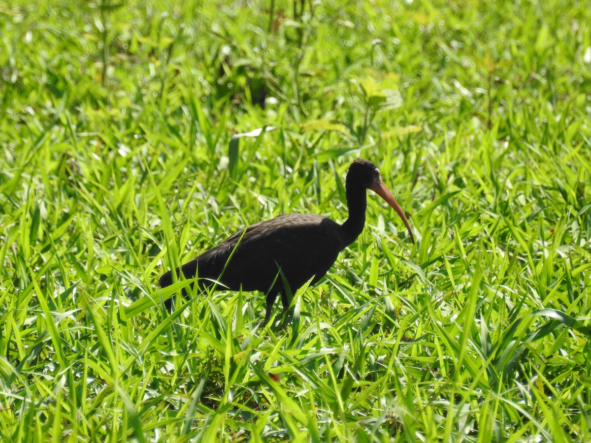 ibis tmavý - ML325546741