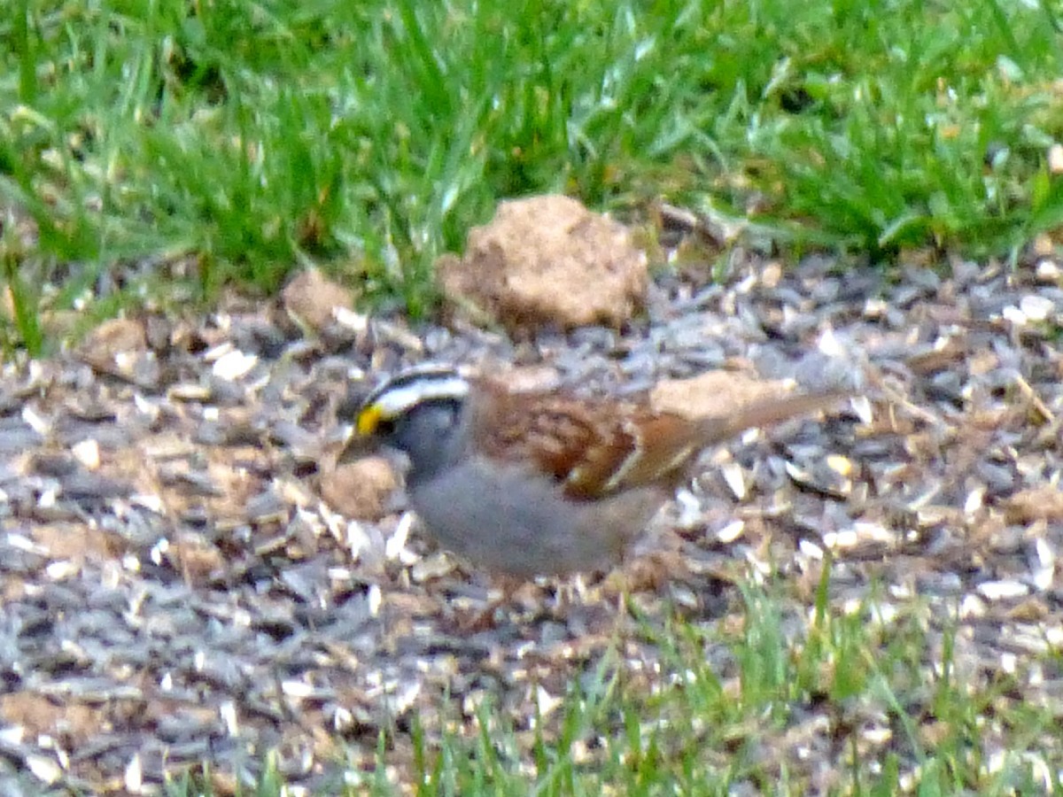 White-throated Sparrow - ML325546811