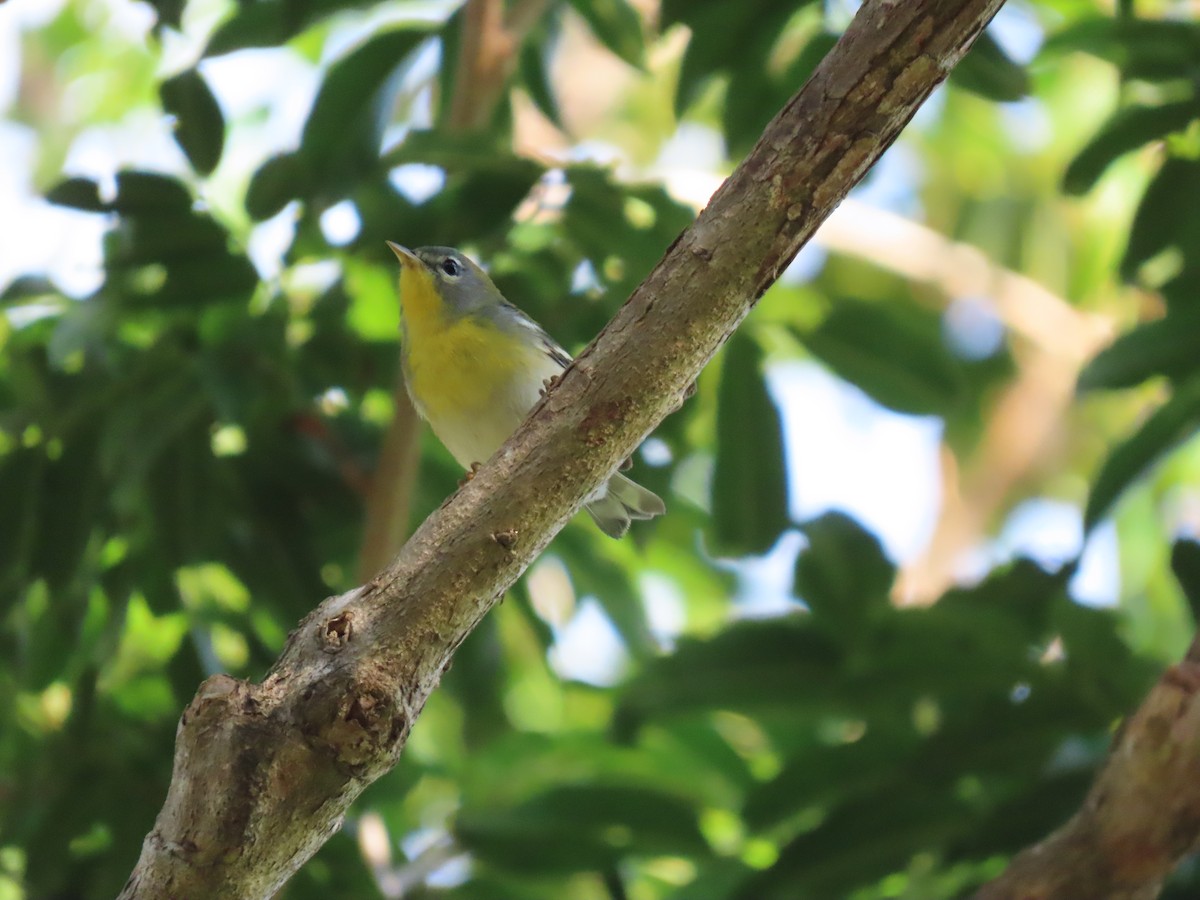 Northern Parula - ML325547071