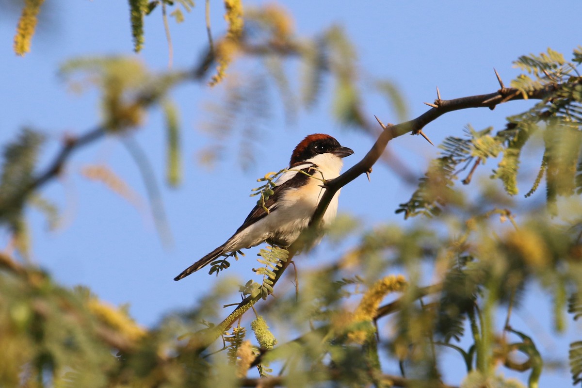 Woodchat Shrike - ML325547301