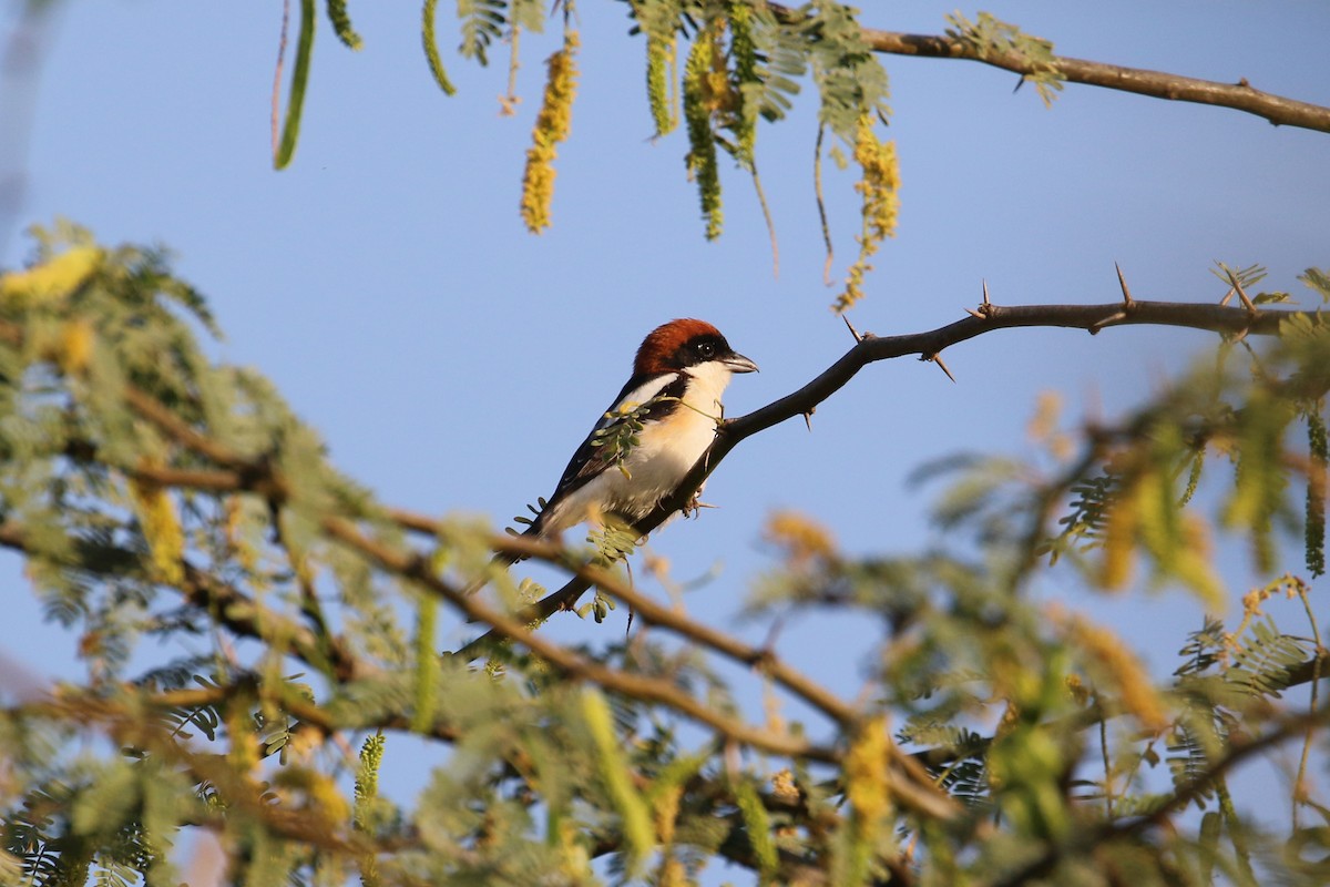 Woodchat Shrike - ML325547311
