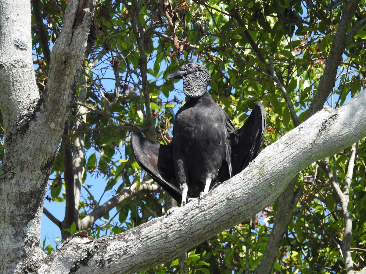 Black Vulture - Johana Zuluaga-Bonilla