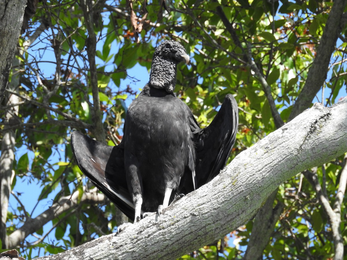 Black Vulture - Johana Zuluaga-Bonilla