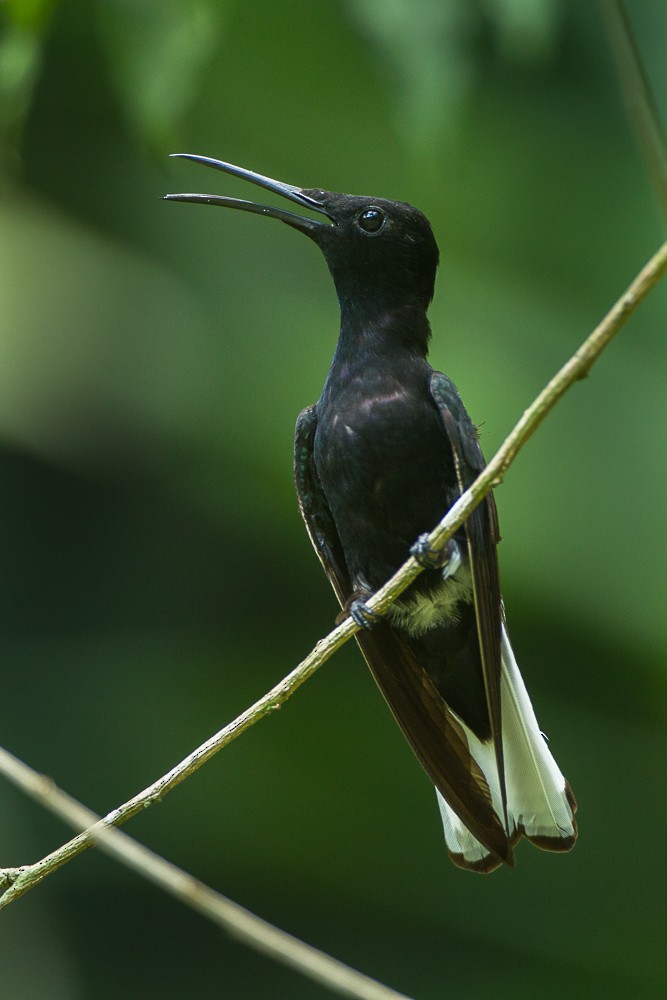 kolibřík černobílý - ML325547651