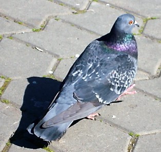 Rock Pigeon - ML325547771