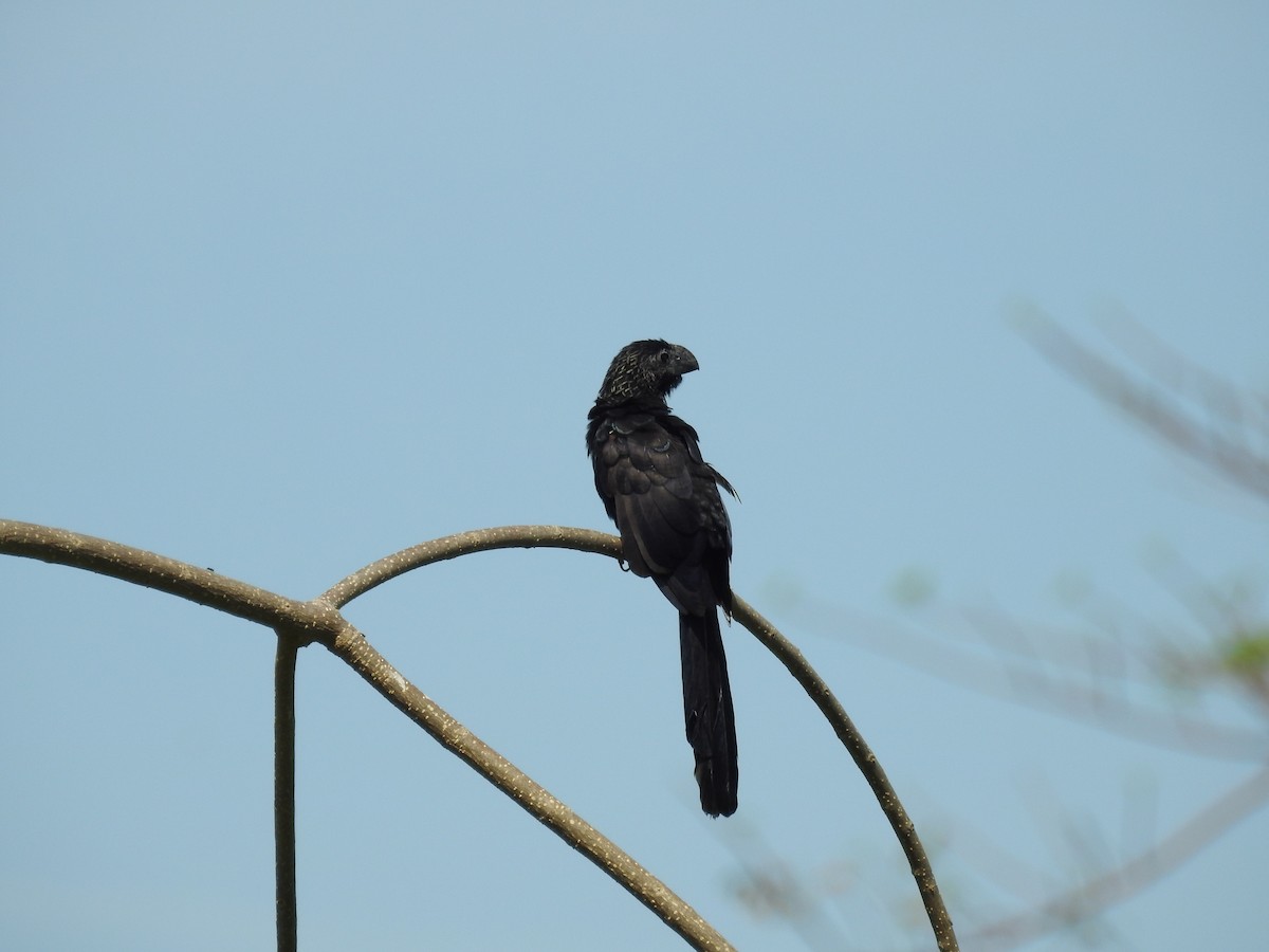 Groove-billed Ani - ML325547921