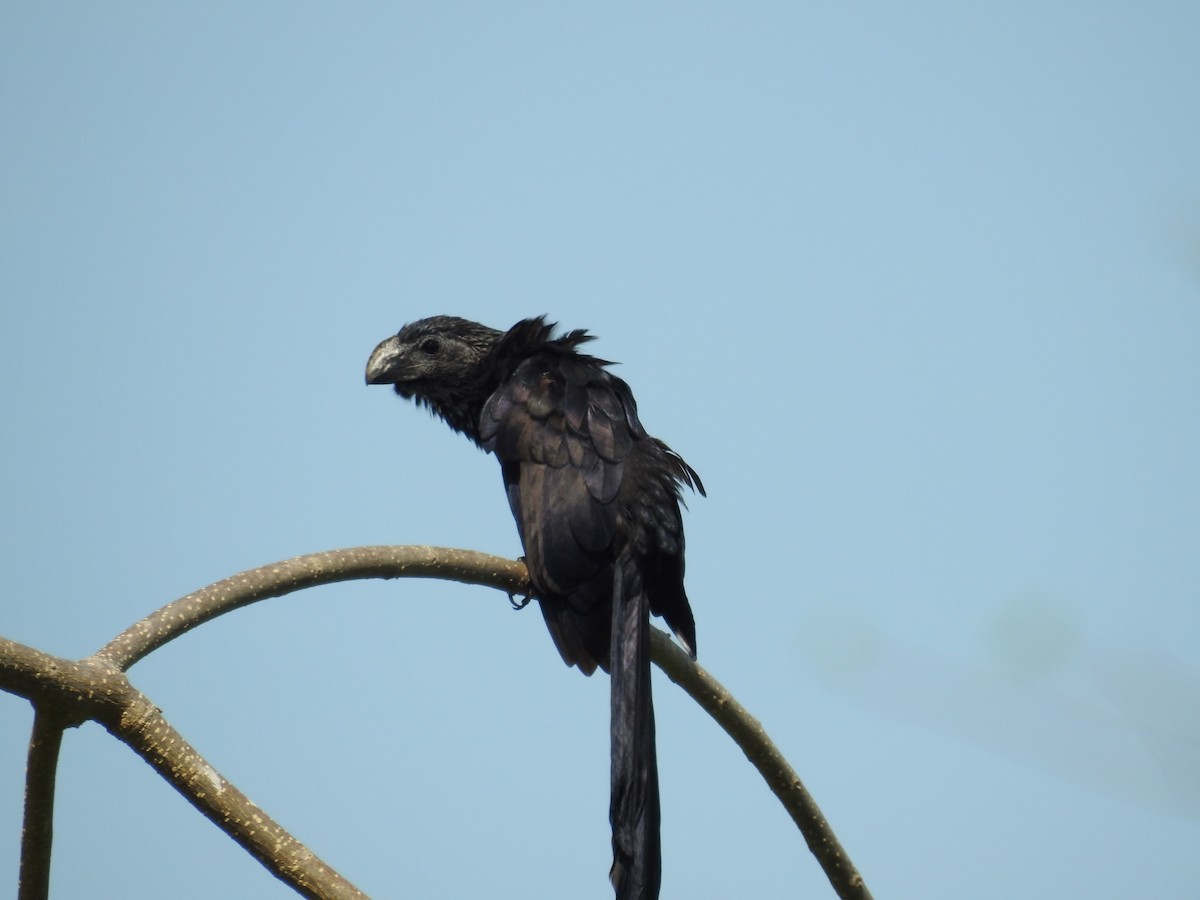 Groove-billed Ani - ML325548051