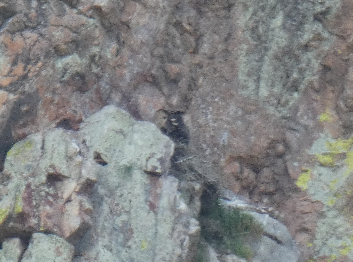 Vautour fauve - ML325551241