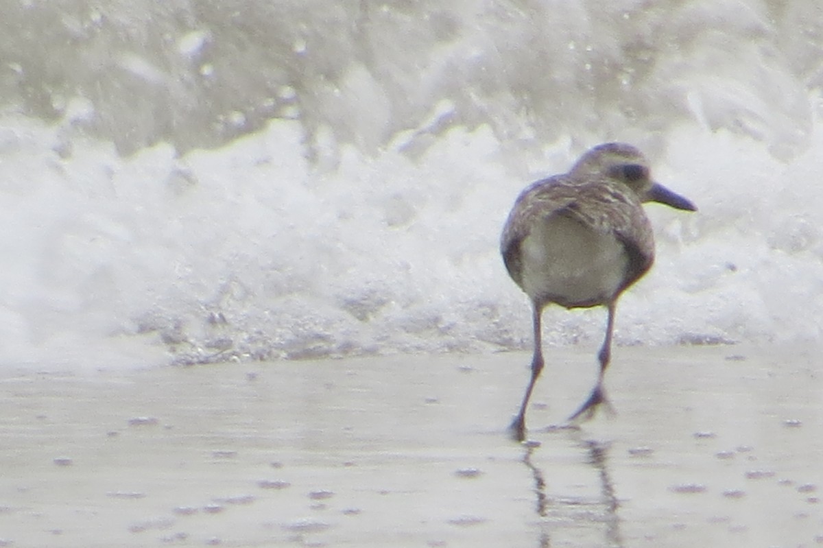 Black-bellied Plover - ML32555141