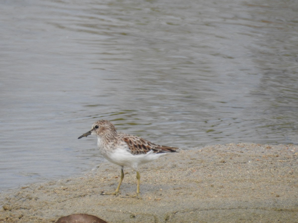 Least Sandpiper - Johana Zuluaga-Bonilla