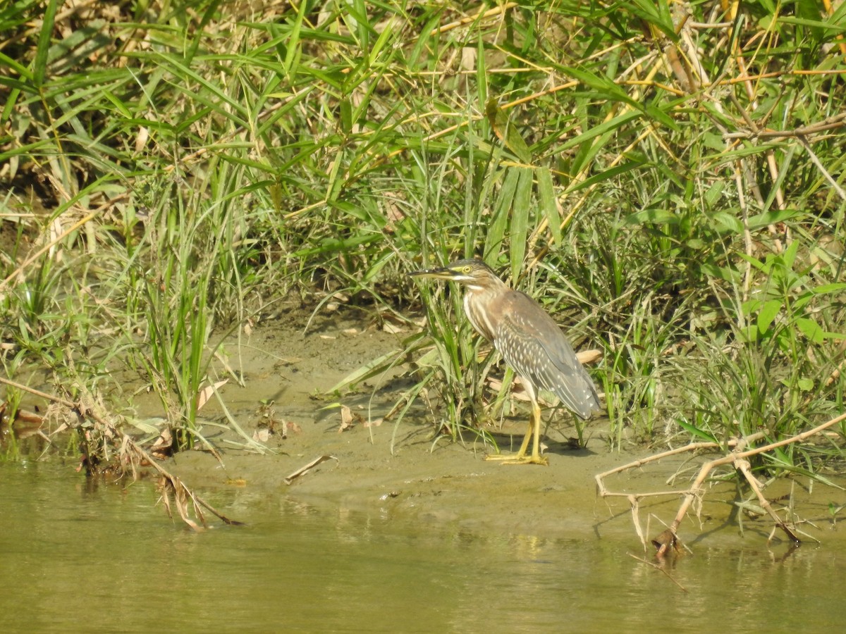 Striated Heron - Johana Zuluaga-Bonilla