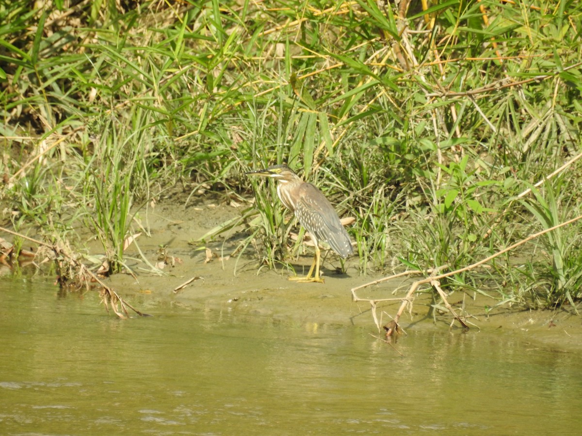 Striated Heron - ML325551831