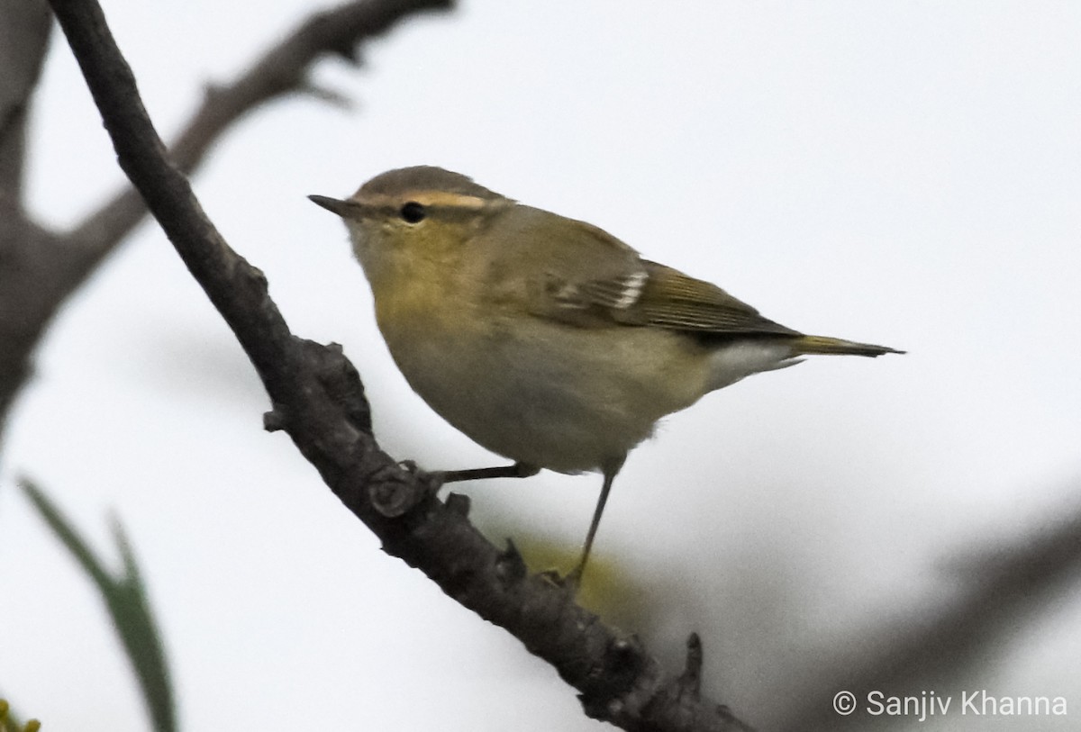 Hume's Warbler - ML325552471