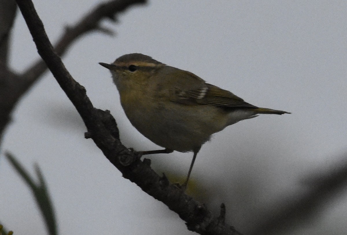 Hume's Warbler - ML325552481