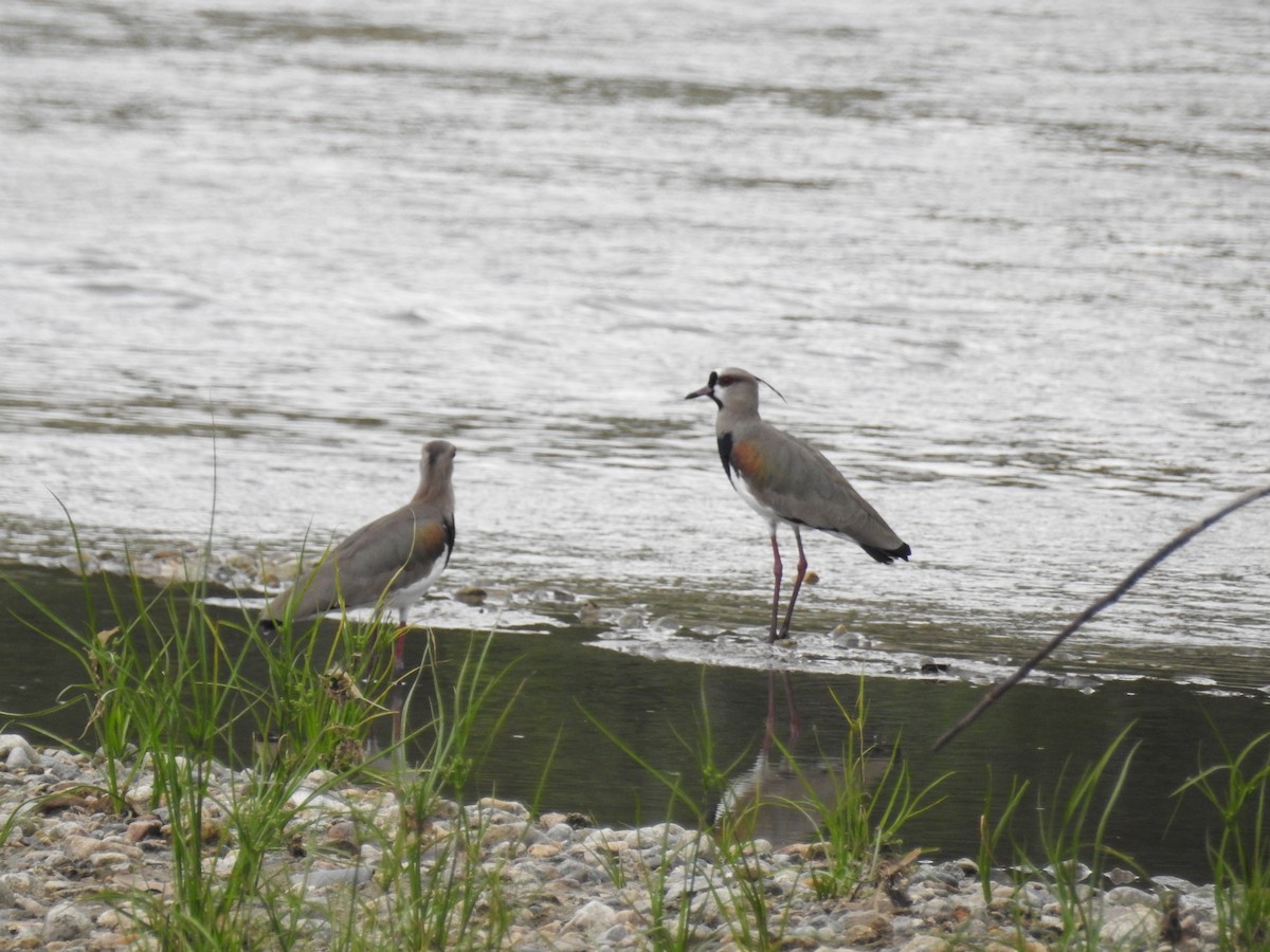 Southern Lapwing - Johana Zuluaga-Bonilla