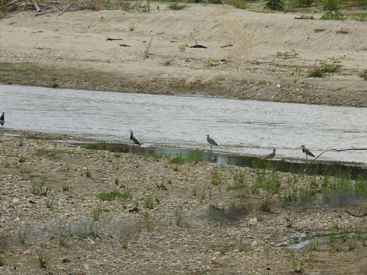 Southern Lapwing - Johana Zuluaga-Bonilla