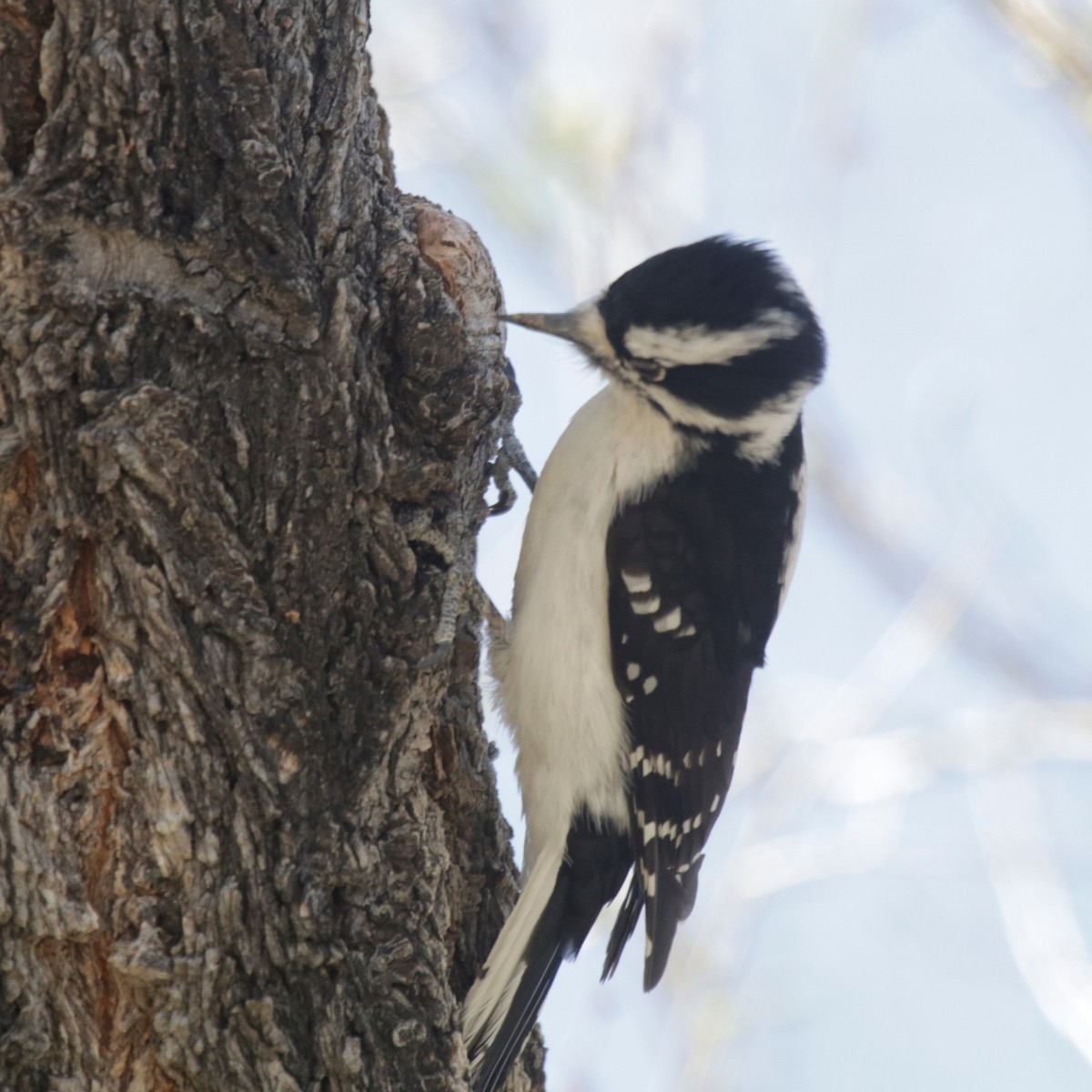 Downy Woodpecker - ML325553271