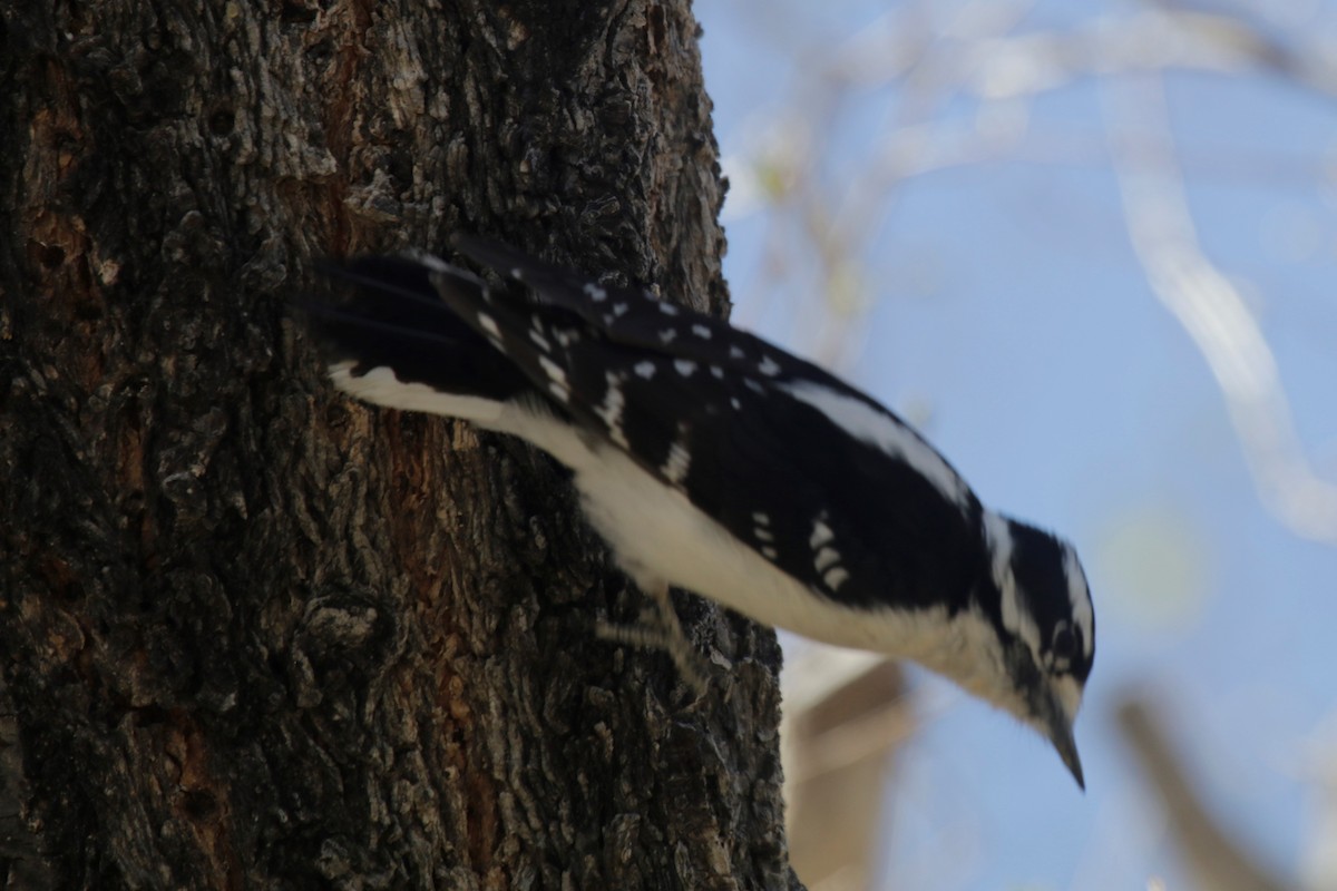 Downy Woodpecker - ML325553281