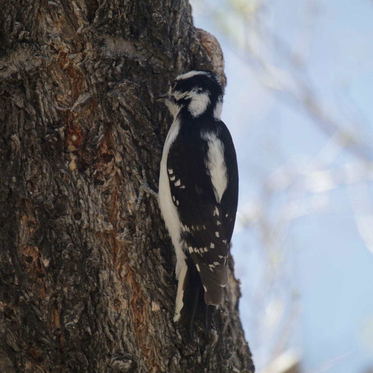 Downy Woodpecker - ML325553301