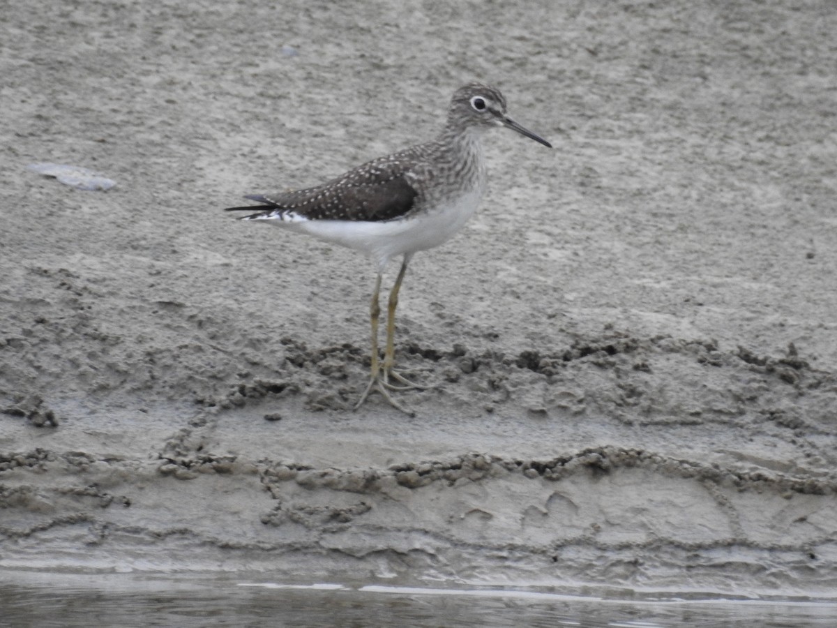 Solitary Sandpiper - ML325553661