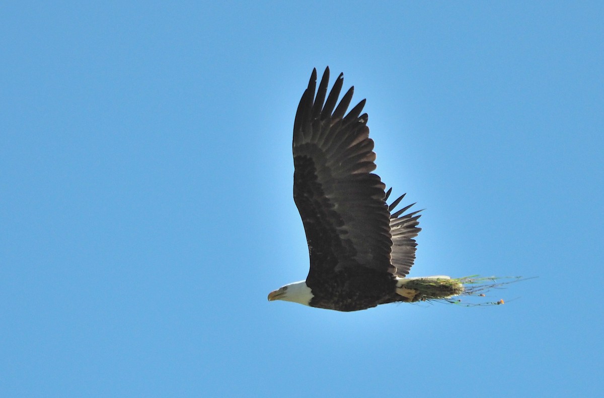 Bald Eagle - Aidan Brubaker