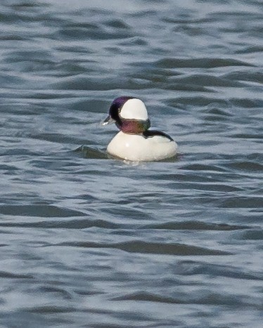 Bufflehead - ML325556391