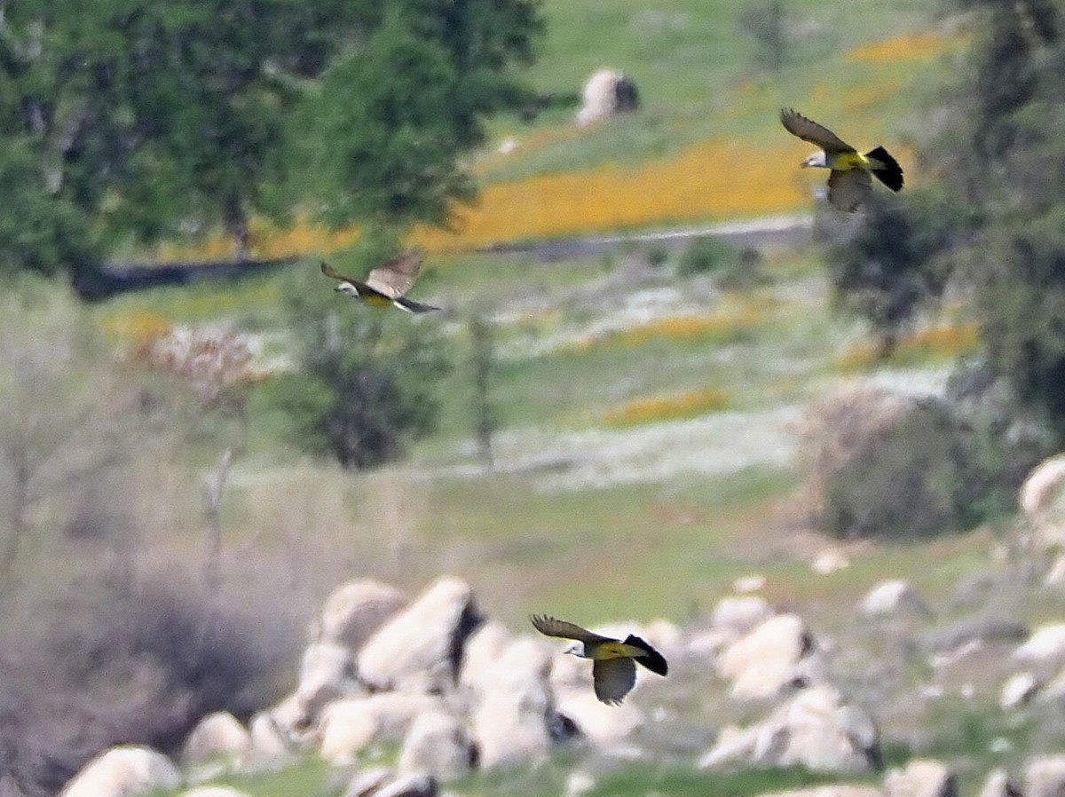 Western Kingbird - ML325556651