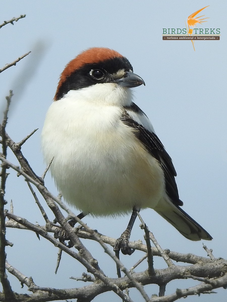 Woodchat Shrike - ML325558801