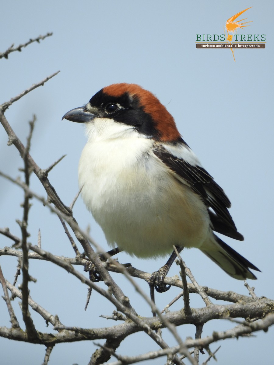 Woodchat Shrike - ML325558811