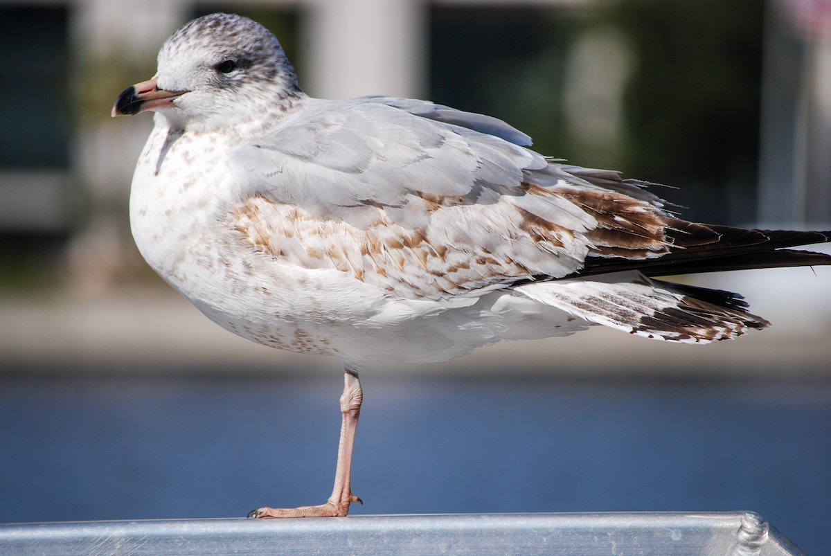 Ring-billed Gull - ML325559981