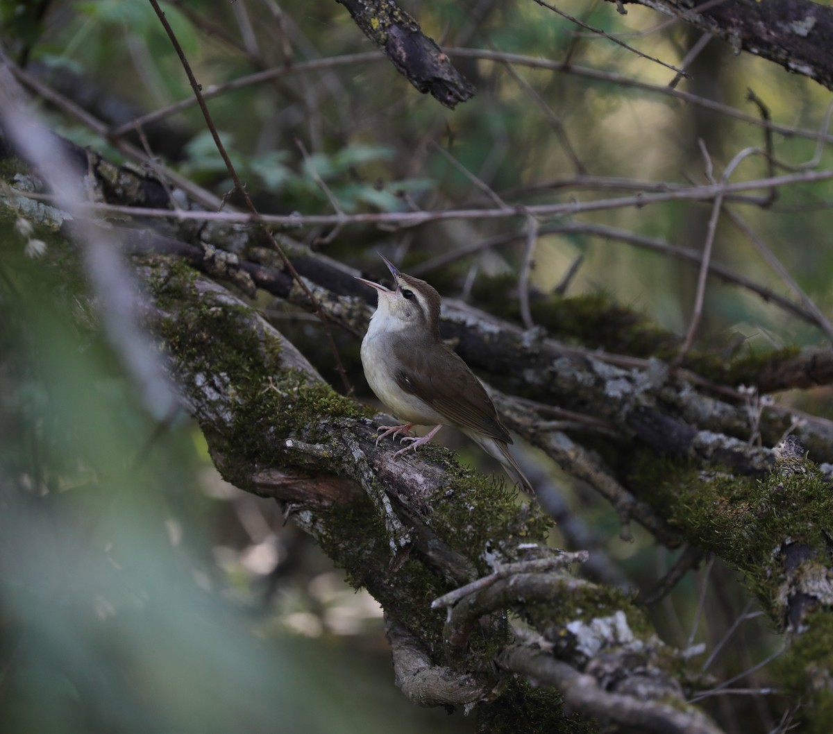 Swainson's Warbler - ML325560661