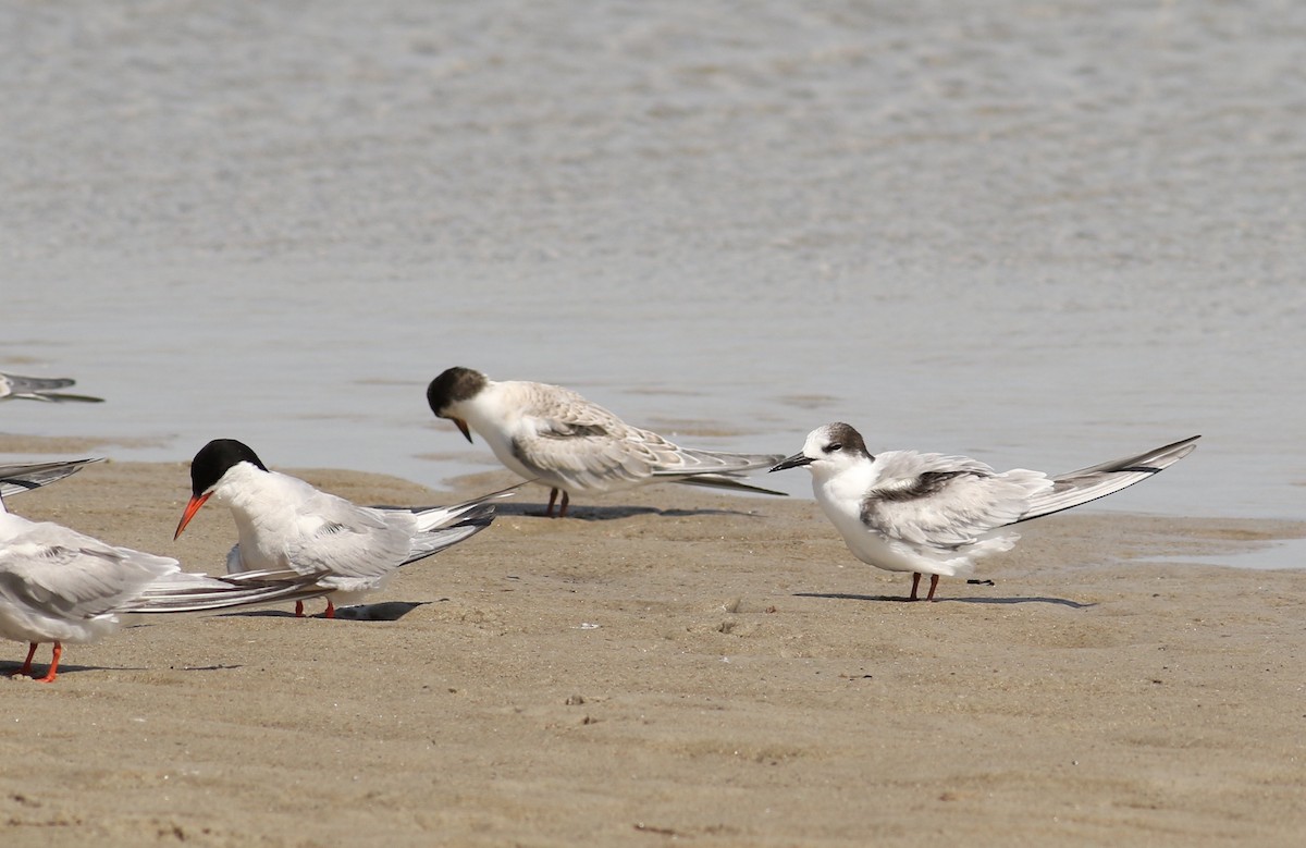 燕鷗(hirundo/tibetana) - ML32556101