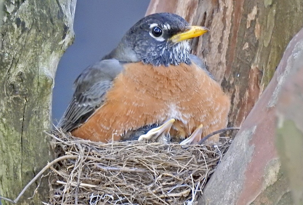 American Robin - ML325561061