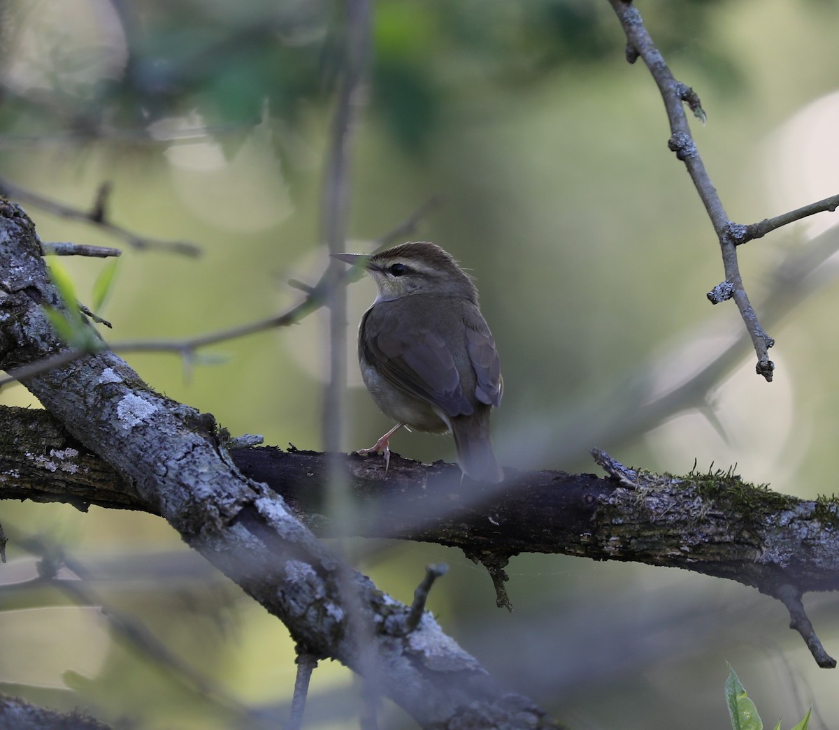 Swainson's Warbler - ML325561271