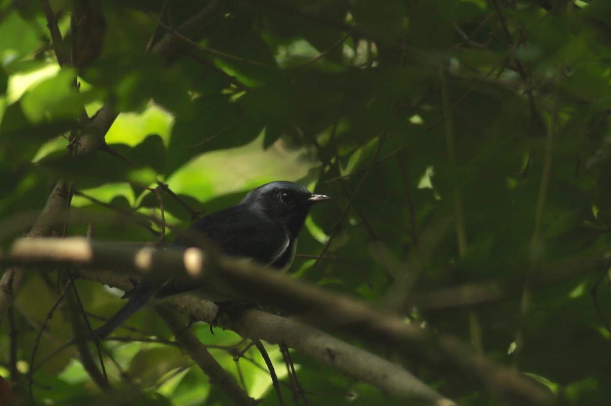 Black-throated Blue Warbler - ML32556241