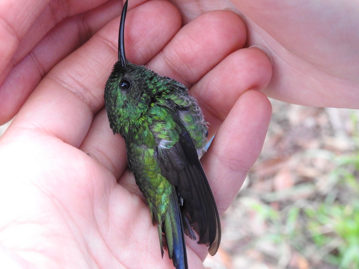 Red-billed Emerald - ML325562921