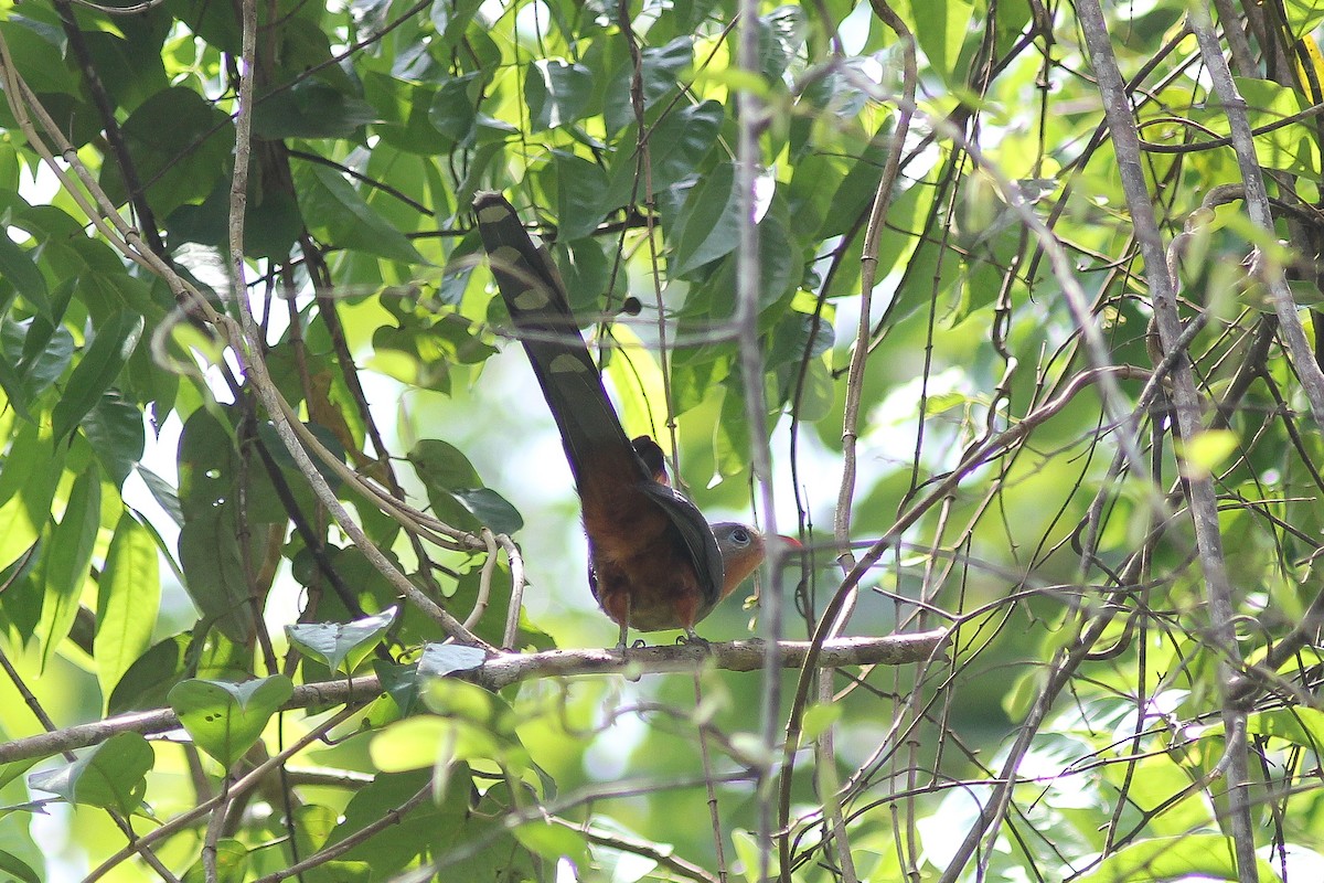 Red-billed Malkoha - ML325563371