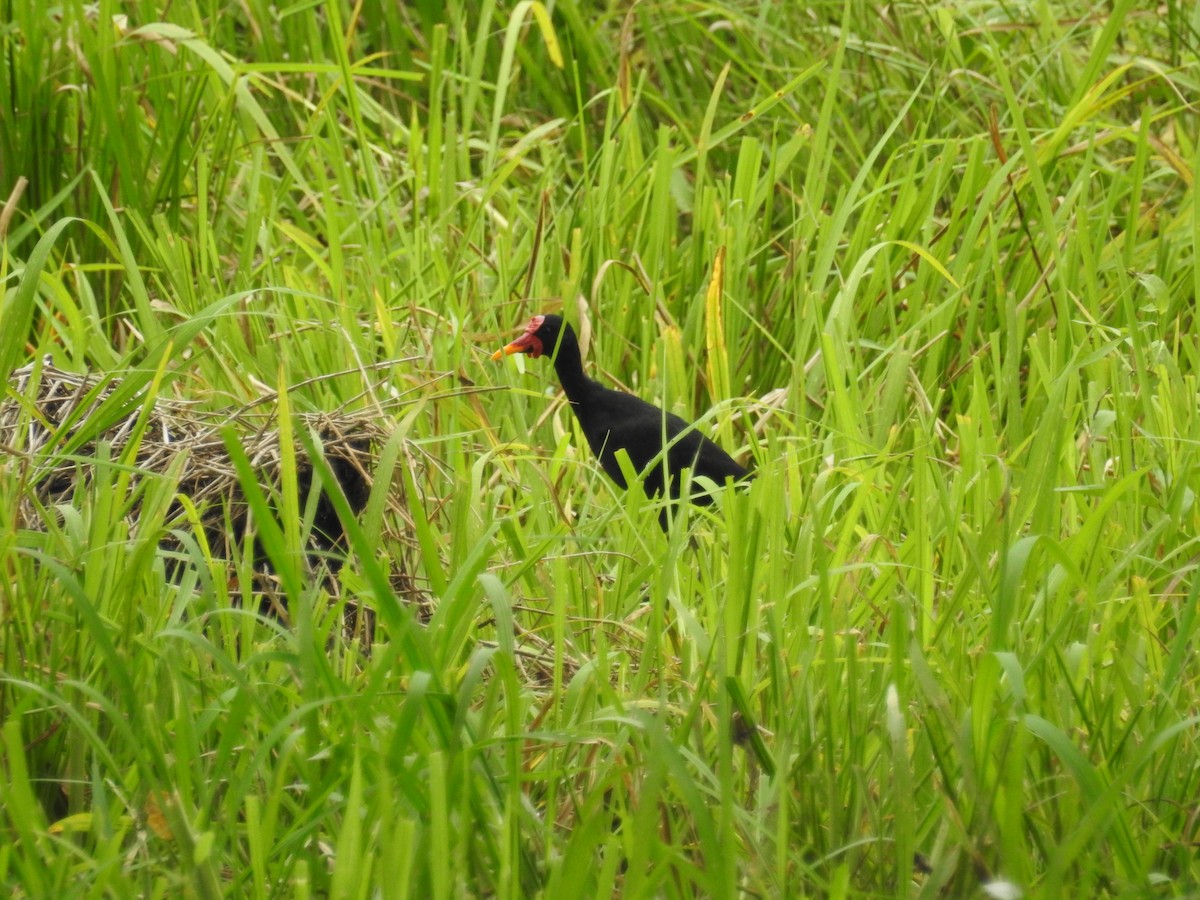 Wattled Jacana - ML325563551