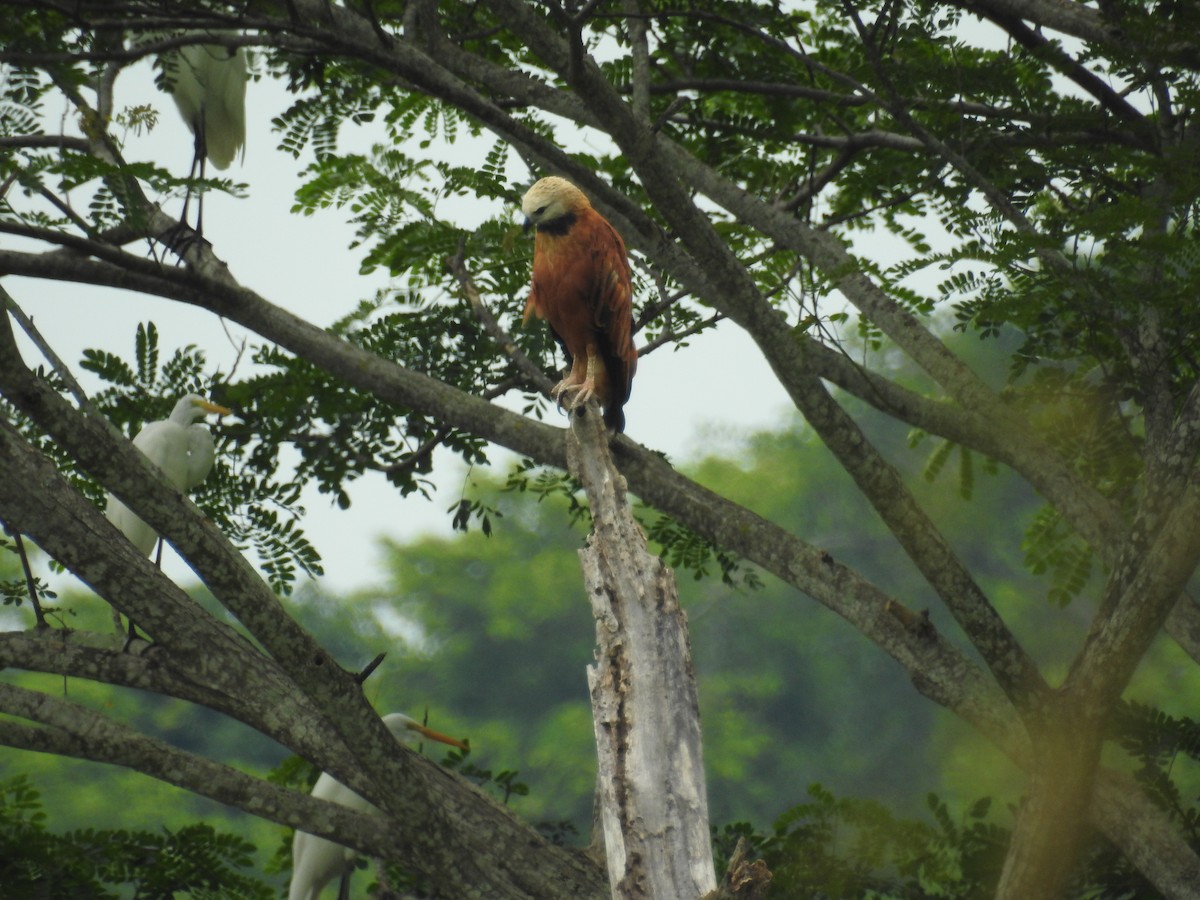 Black-collared Hawk - ML325563691