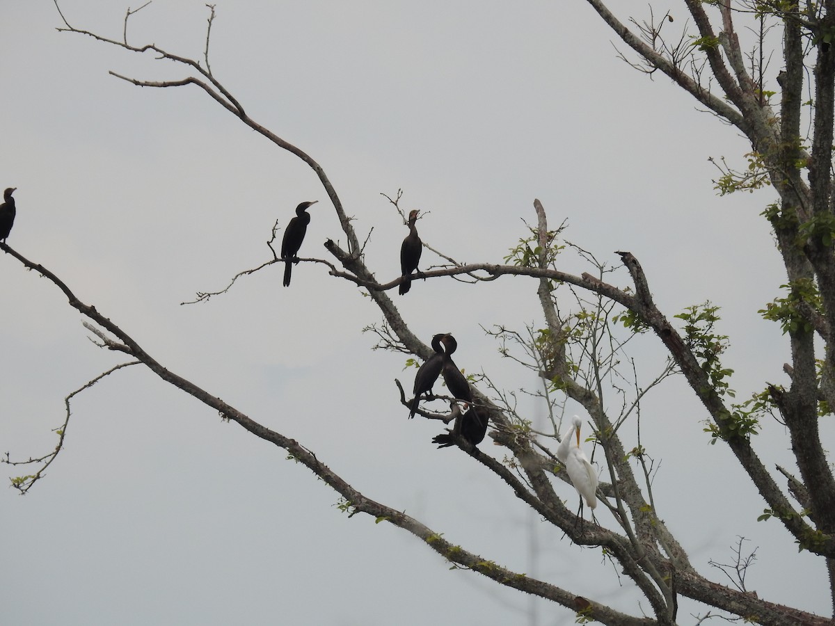 Neotropic Cormorant - ML325564191