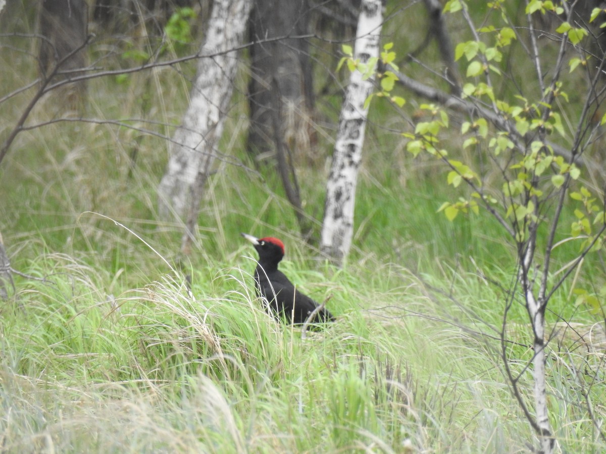 Black Woodpecker - ML325564231