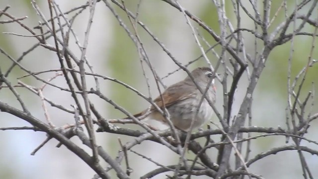 Siberian Rubythroat - ML325564881