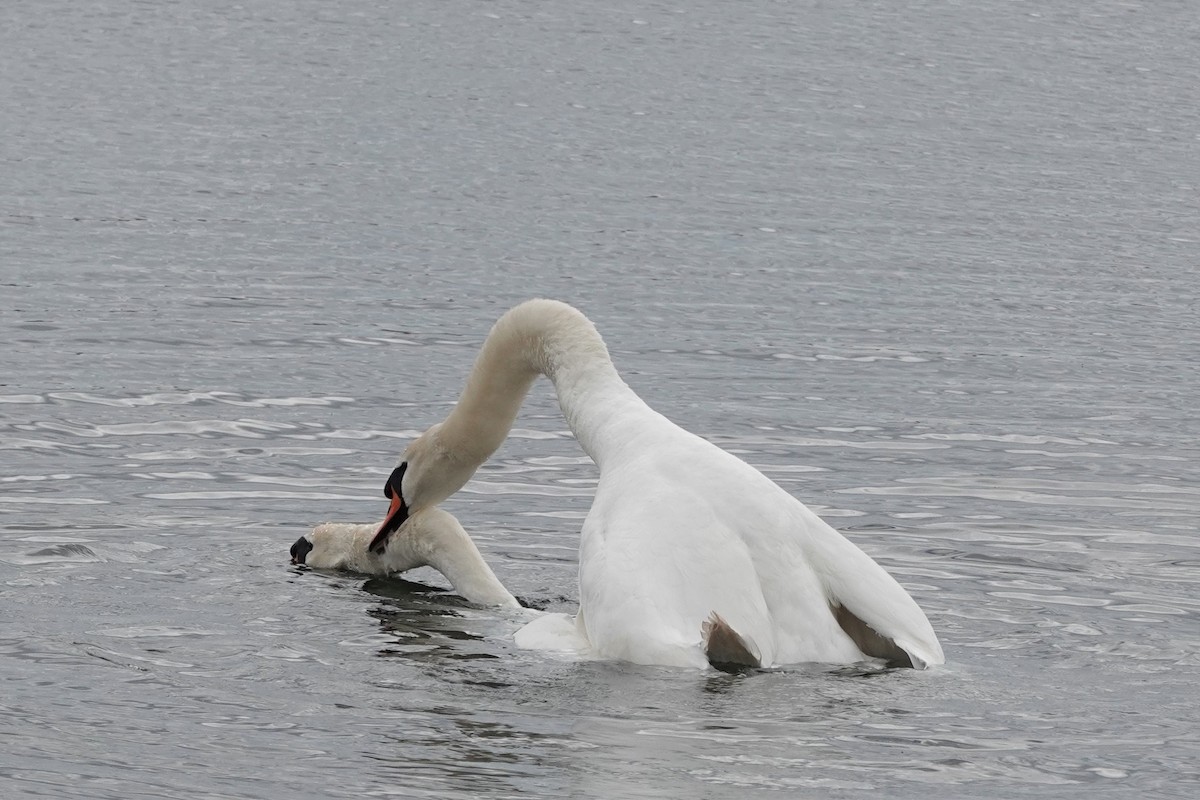 Mute Swan - ML325565251