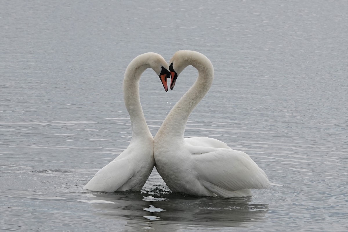 Mute Swan - ML325565261