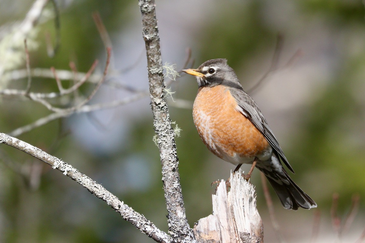 American Robin - ML325565321