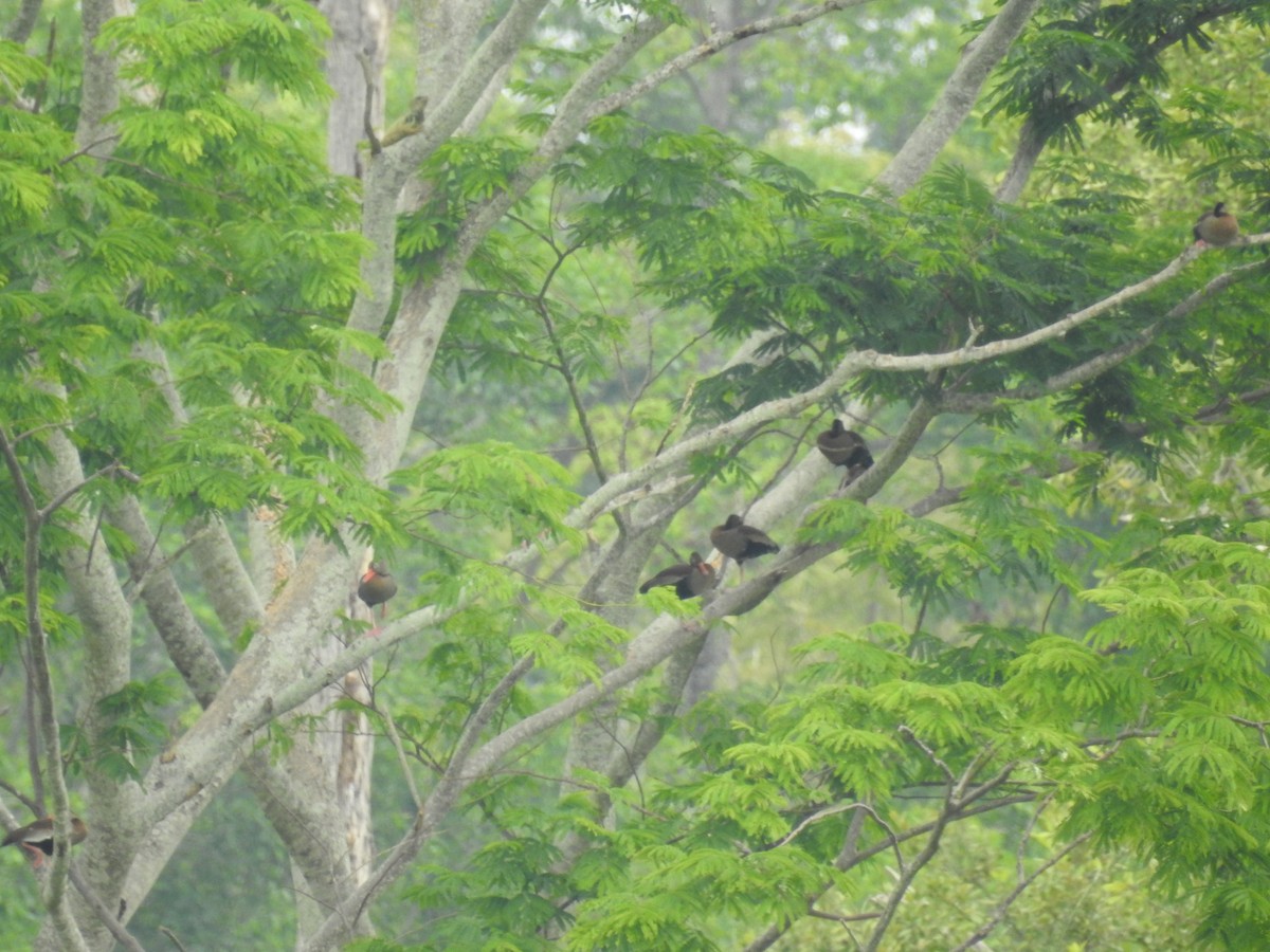 Black-bellied Whistling-Duck - ML325565621