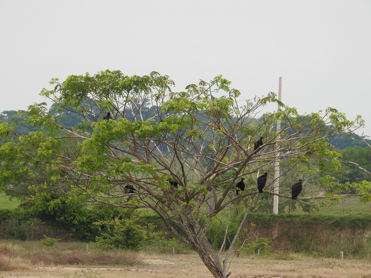 Black Vulture - Johana Zuluaga-Bonilla