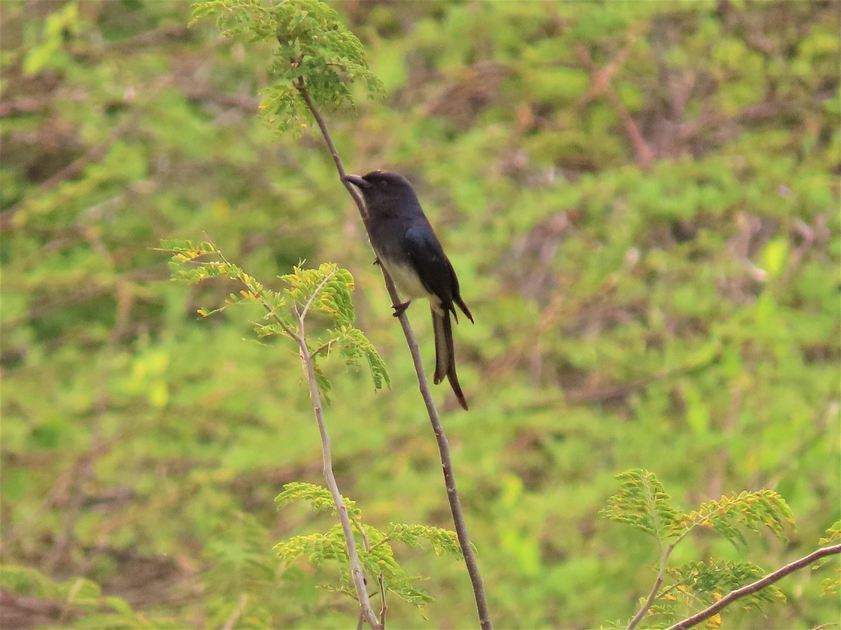 White-bellied Drongo - ML325567411